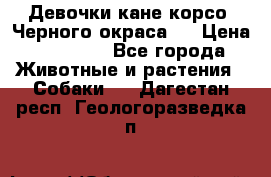 Девочки кане корсо. Черного окраса.  › Цена ­ 65 000 - Все города Животные и растения » Собаки   . Дагестан респ.,Геологоразведка п.